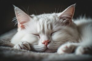 Coco the Keyboard Queen: Seren’s Fluffy, Chunky, Professional Nap Specialist